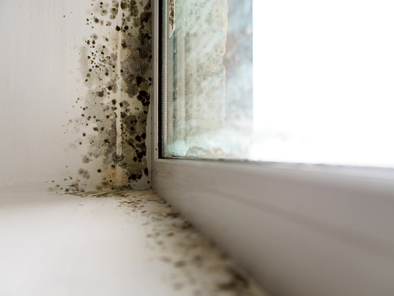 close up of mold located near window stafford va
