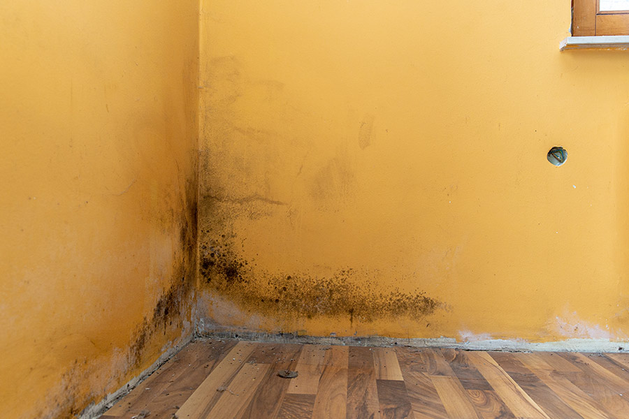 mold on corner of orange wall